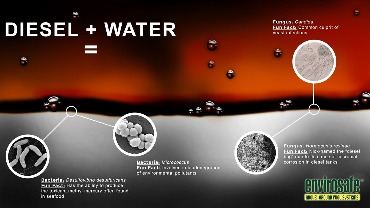 https://staging.abovegroundfuelstoragetanks.com/wp-content/uploads/2020/06/effects-of-water-in-diesel-fuel.jpg